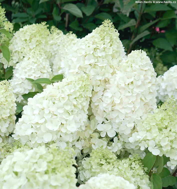 Hydrangea paniculata "Polar Bear"
